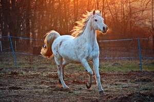 Image for National Arabian Horse Day