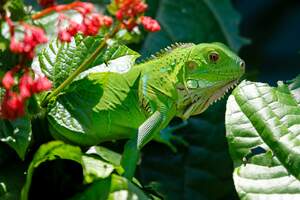 Image for National Iguana Awareness Day