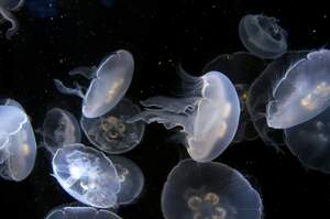 Image for World Jellyfish Day