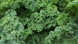 Image for National Kale Day