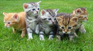 Image for National Kitten Day
