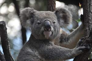 Image for Save the Koala Day
