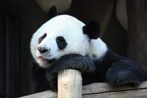 Image for National Panda Day