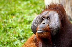 Image for International Orangutan Day