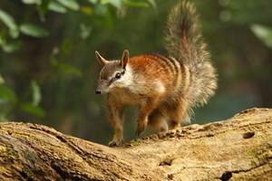 Image for World Numbat Day