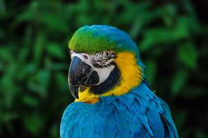 Image for World Parrot Day