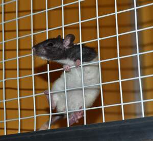 Image for World Day for Laboratory Animals