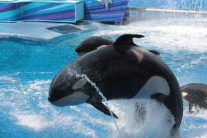 Image for Shamu the Whale Day
