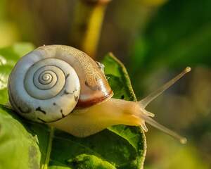 Image for National Escargot Day