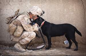 Image for National Pets for Veterans Day