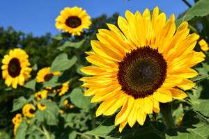 Image for National Sunflower Day