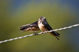 Image for Swallows Depart from San Juan Capistrano Day