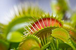 Image for World Carnivorous Plant Day