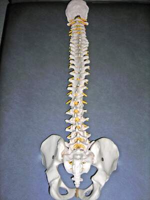Image for World Spine Day