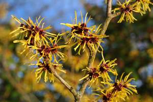 Image for National Witch Hazel Day