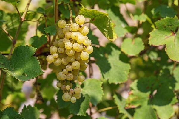 Image for International Furmint Day