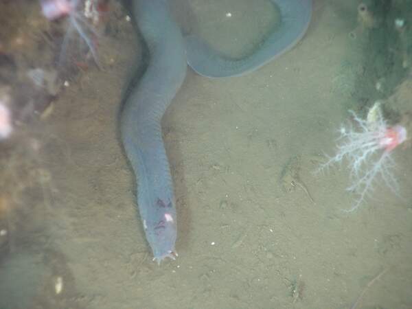 Image for Hagfish Day