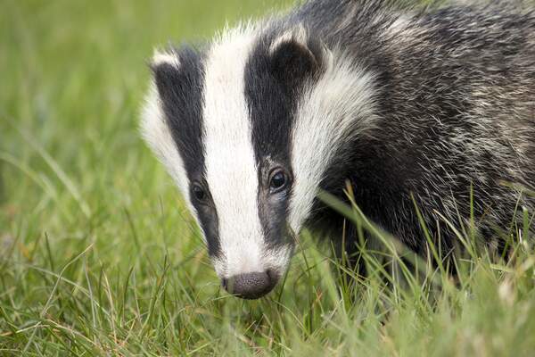 Image for National Badger Day