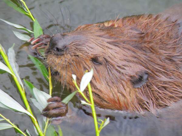 Image for International Beaver Day