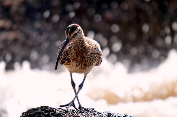 Image for Curlew Day