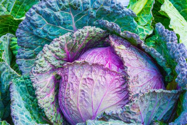 Image for National Cabbage Day