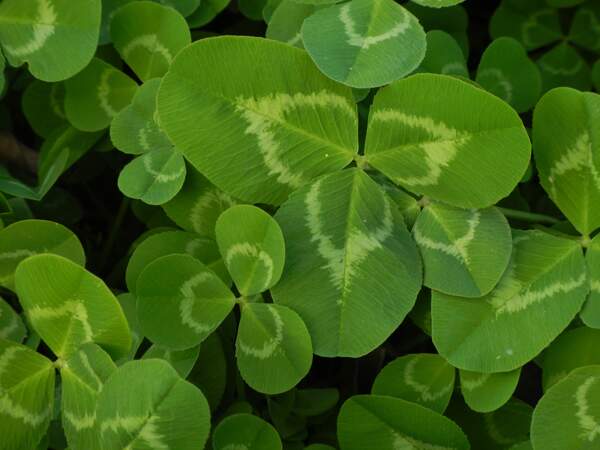 Image for Leprechaun Day