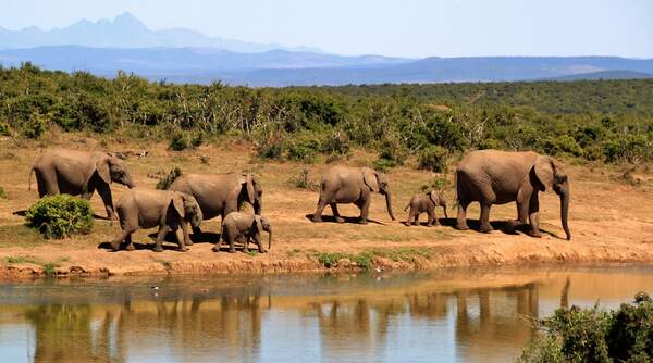 Image for National Wildlife Ecology Day