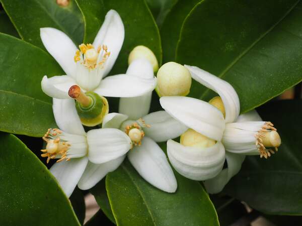 Image for National Orange Blossom Day