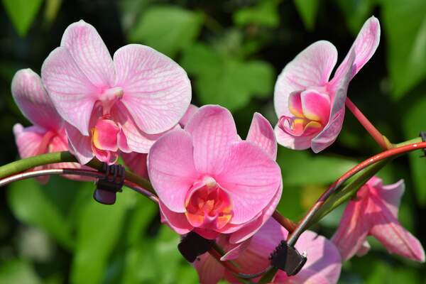 Image for National Orchid Day