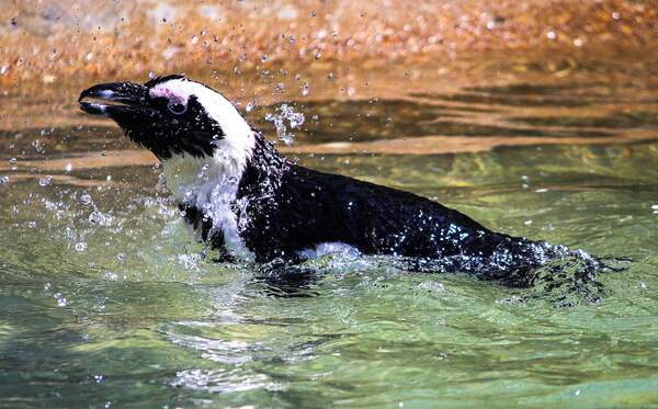 Image for International African Penguin Awareness Day