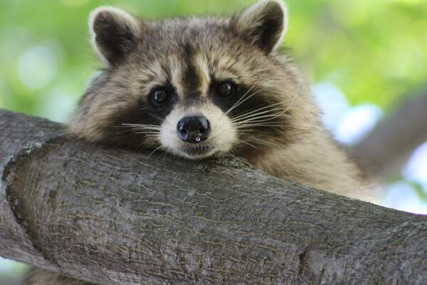 Image for International Raccoon Appreciation Day