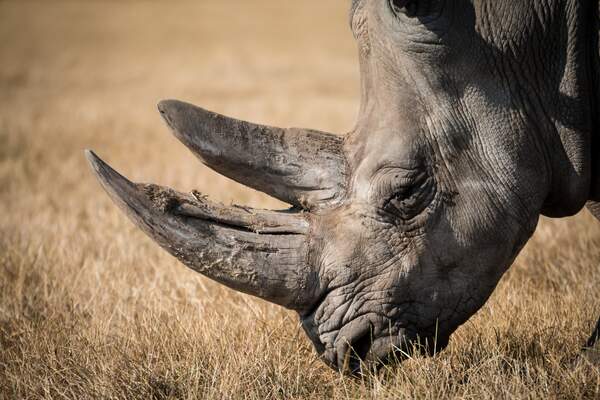 Image for Save the Rhino Day