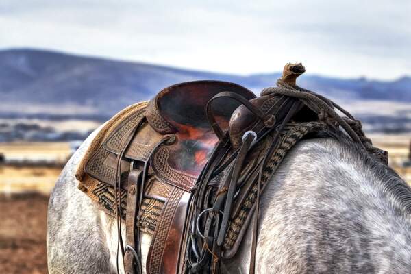 Image for National Day of the American Cowboy