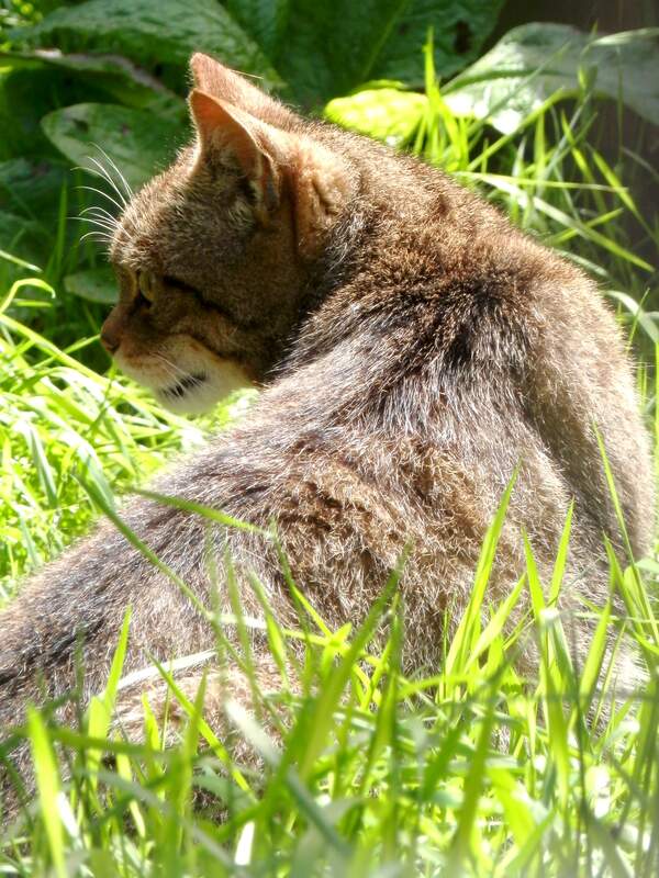 Image for Scottish Wildcat Day