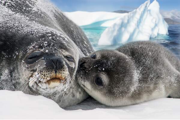 Image for International Day of the Seal