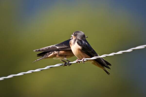 Image for Swallows Depart from San Juan Capistrano Day