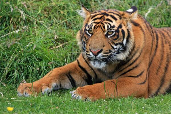Image for International Tiger Day